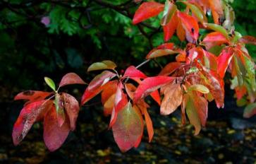 Mother Earth's Medicine Cabinet: The Healing Benefits of Sassafras