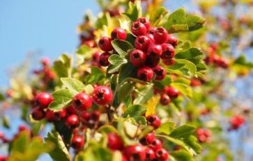 Heal Your Heart With Hawthorn: For The Physical & Emotional Heart