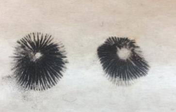 Making A Mushroom Spore Print