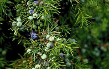 Tree Medicine: 5 Common & Useful Trees