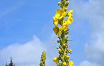 Herb Roundup: Multifaceted Mullein