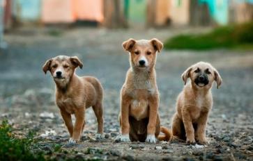 4 Ways To Help Strays Survive Winter