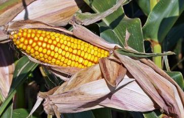 Summertime Recipe: Grilled Corn Salsa