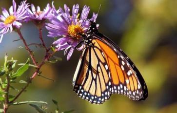 Help Save Monarchs By Creating Your Own Butterfly Habitat 