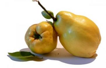 What is Quince?