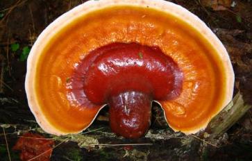 4 HEALTH BENEFITS OF THE IMMORTAL RED REISHI MUSHROOM