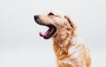 Tongue Scraping: Reasons To Start Your Day With This Important Ayurvedic Practice