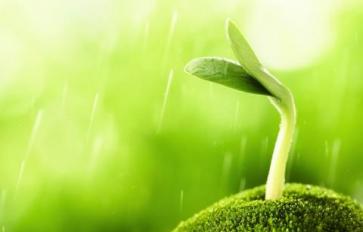 3 Planting & Growing Experiments For Kids