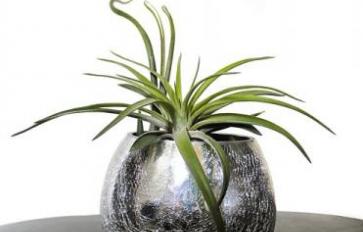 Plants to Grow If You Don’t Have a Green Thumb