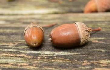 Living Off The Grid: The Real Scoop on Acorns