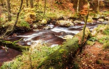 Living Off The Grid: Nature’s Compass - Finding Your Way Using Nature