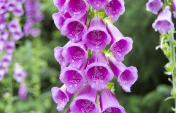 Mother Earth’s Medicine Cabinet: 7 Flowers With Healing Power