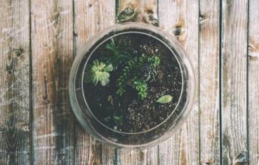 Bring Green Inside! Your DIY Terrarium Tutorial