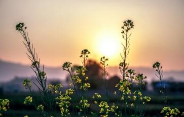 Preparing For The Dark Months: Herbal Support