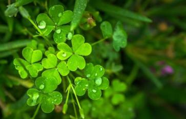 Celebrate St. Patrick's Day The Natural Way