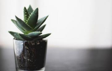 4 Easy-To-Grow Succulents: Haworthia, Aloe, Jade & Sempervivum