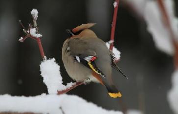 5 Ways to Attract Birds to Your Winter Wonderland
