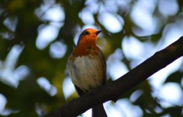 The Benefits of Birding