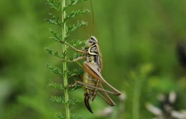 Crazy For Crickets?