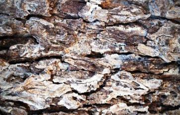 Ayurvedic Skin Care: Your Winter Guide