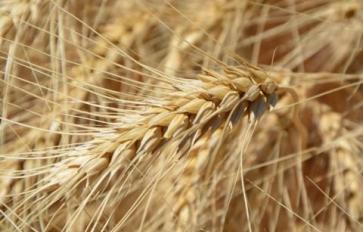Why Organically Grown Wheat Has More Antioxidant Power