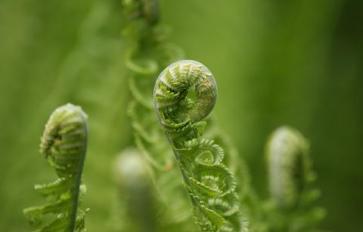 5 Fun Ways To Prepare & Eat Fiddlehead Ferns