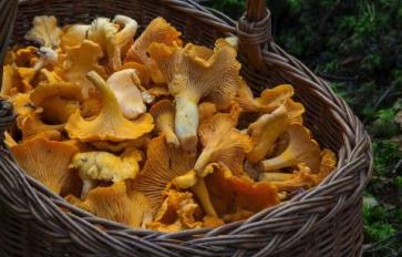 Organic Home Garden Series: 8 Steps on How to Grow Mushrooms