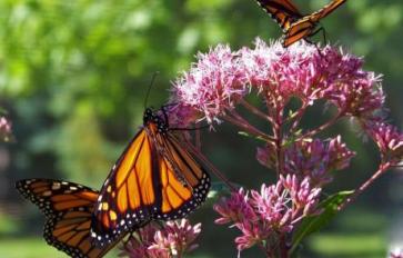 4 Reasons To Grow Native Plants