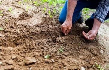 Organic Home Garden Series: 4 Basic Steps to Three Sisters Gardening 