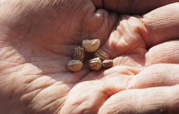 Organic Home Garden Series: 7 Tips for Storing Seeds Effectively