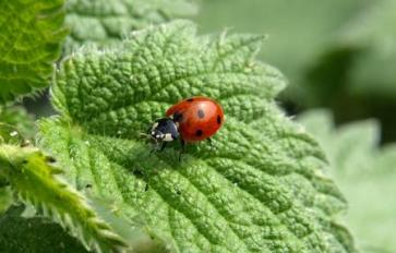 5 Healing Benefits of Nettle Leaf