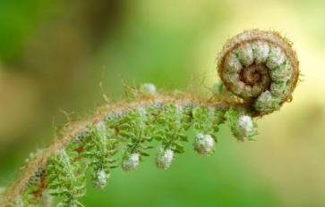 Superfoods 101: Fiddleheads & Their Amazing Health Benefits