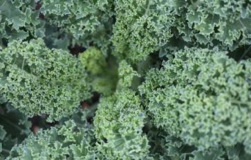 Superfood 101: Kale!