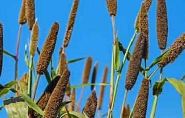 Superfood 101: Millet!