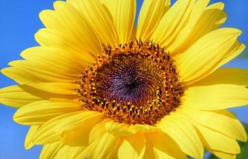 Superfood 101: Sunflower Seeds!