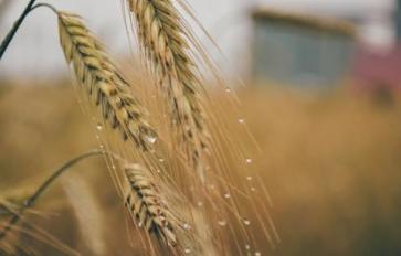 Superfood 101: Wheat Germ!