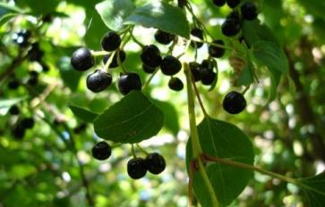 Superfood 101: Maqui Berry!