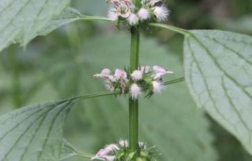 Be Lion-Hearted With Motherwort: 5 Heart Healthy Benefits