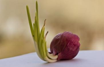 The Best Ways To Make Use Of Your Produce Scraps