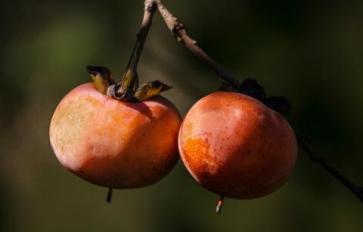 Recipe: Grain Free Persimmon Cookies