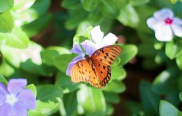 Gardening With Kids: Plant A Hummingbird & Butterfly Garden With Your Child