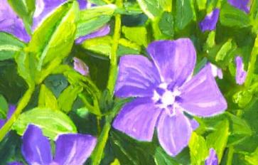 Your Guide To Summer Flowers: Periwinkle