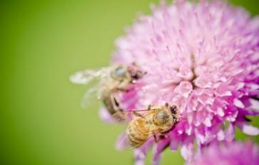 It's Pollinator Week 2016! Here's How You Can Make A Difference!