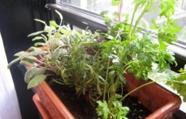 4 Herbs For Your Windowsill