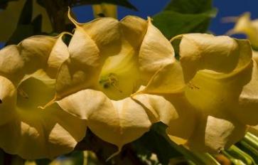 10 Common, Toxic House & Garden Plants