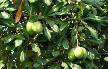 Mango Trees 101: How To Plant (And Care For) Your Very Own
