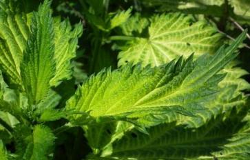 Ayurveda 101: Serve Up Stinging Nettle