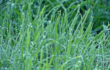 Rain Gardens: The Best Water Conservation