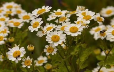 Daisy, Daisy - No, it's Feverfew