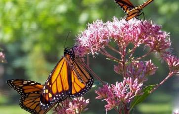 Reimagining Milkweed